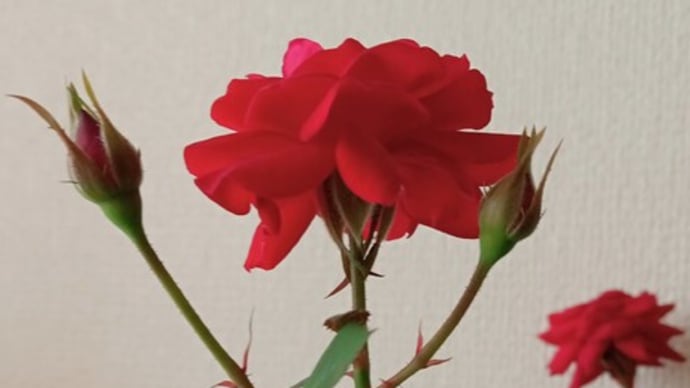 新しい枝となり蕾をつけそうな…♪