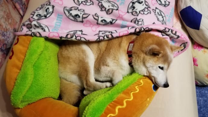 寝てばかりじゃなかったクリン