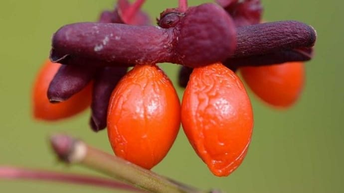 「ニシキギコンパクタ」の花と実 (2)秋の果実