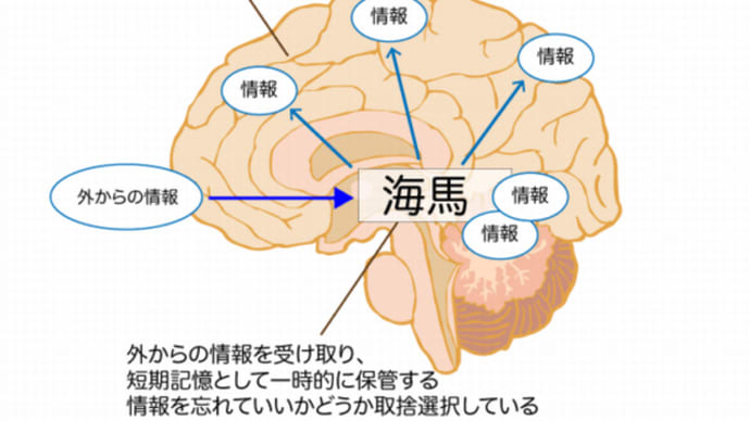 『抗精神病薬』『カッコーの巣の上で』『記憶のメカニズム』