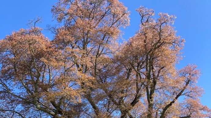桜100選 千鳥別尺のヤマザクラ (広島県・ノーカウント)