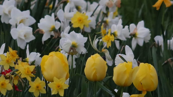春の花の回想、北海道の花の五月は特急なので　2-2