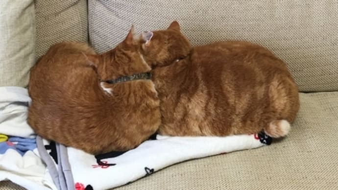 お腹がゆるい猫、最終章