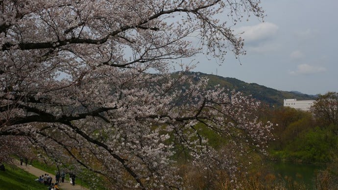 桜の名所 背割提桜に行きました