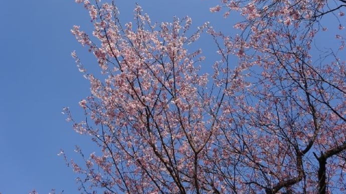 皇子が丘公園・初御代桜