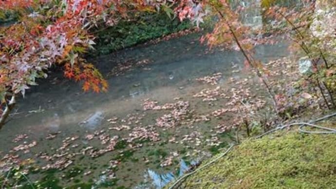 お寺の紅葉（2）と我家の紅葉　