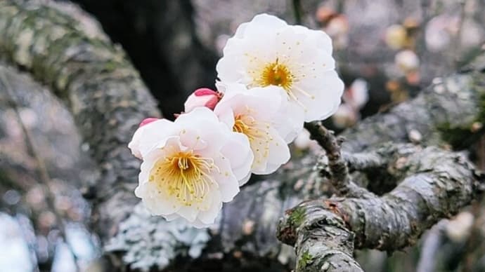 偲ぶ梅の花・・・せんだい農業園芸センター