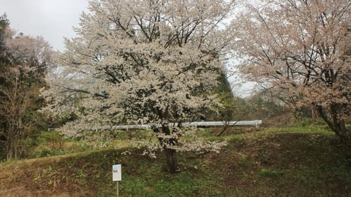 映画ロケ地「山桜」の花だより《2021年》その2