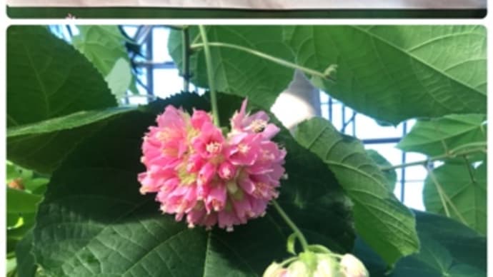【ぐるっとパス2022】夢の島熱帯植物館