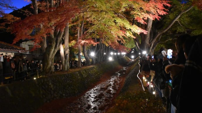 もみじ狩り 山梨県南都留郡富士河口湖町 もみじ回廊ライトアップ(2)まだまだ色付き始め今週末も大丈夫
