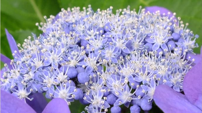 💍 アクセサリーのような額紫陽花 