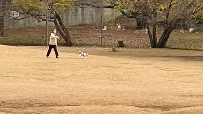 枯芝