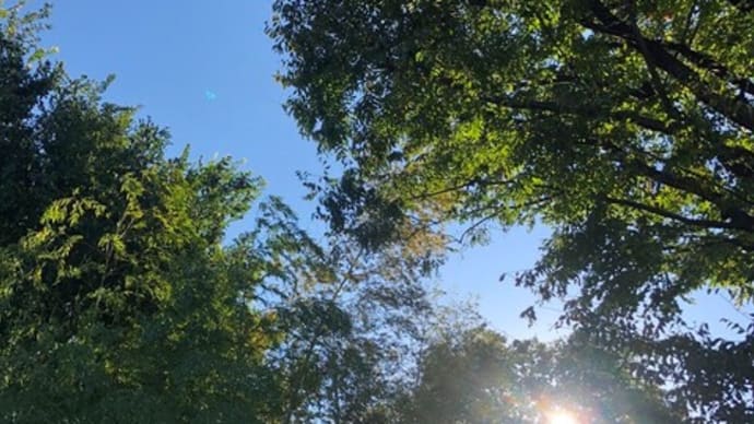 青空と文化の日・・☀🐥✨