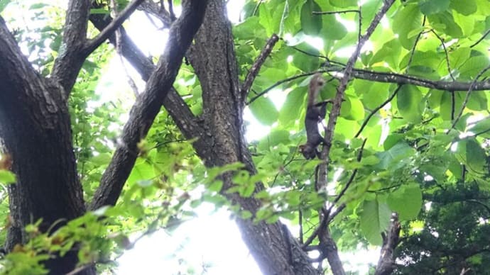 二番子はまだ?