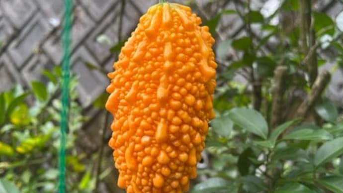 アバシゴーヤ完熟