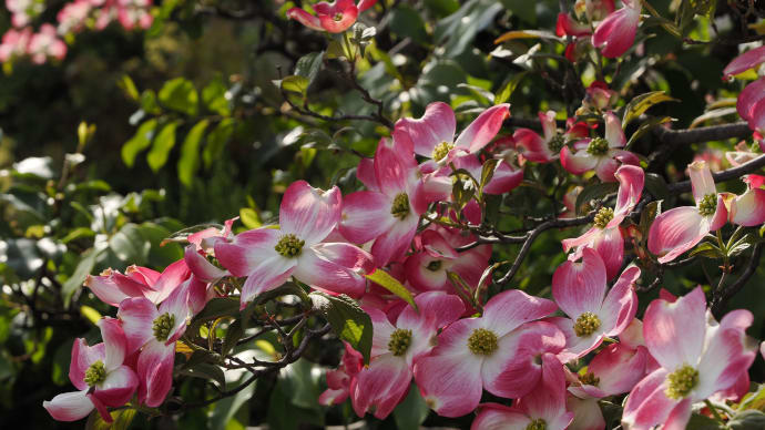 ❷桜花も謳歌!?西区から中区へ桜の名所