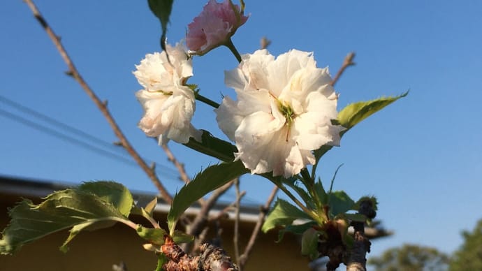 今ごろ、庭の枝垂れ桜が咲いていた。*意外だったユニクロの経営方針に感心したって話し、、、
