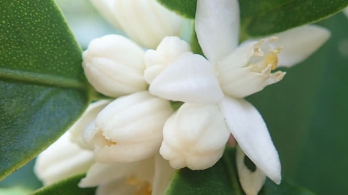 花の日(8月7日)のキンカンの花