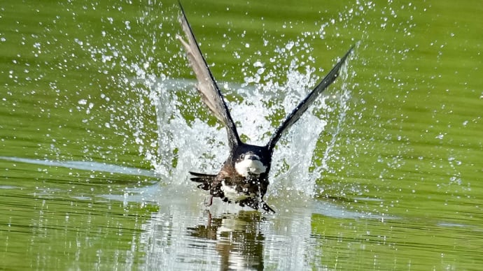 ハリオアマツバメ 水しぶきの中