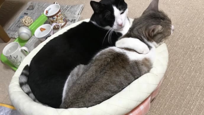 今日のデキゴト