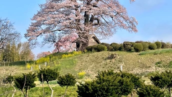 おすすめの三春桜〜その１