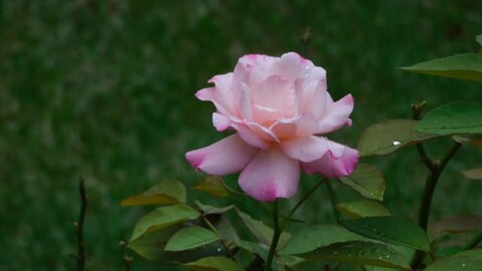 サラダ赤大根の発芽