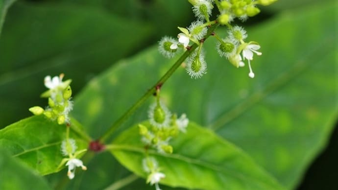 ミズタマソウ(水玉草)・ヤブツルアズキ(藪蔓小豆)(ノササゲ)・ツルマメ(蔓豆)・ワキグサツマノミダマシ・イラガとツユムシ・チュウゴクアミガサハゴロモ・モンキチョウ・俳句鑑賞