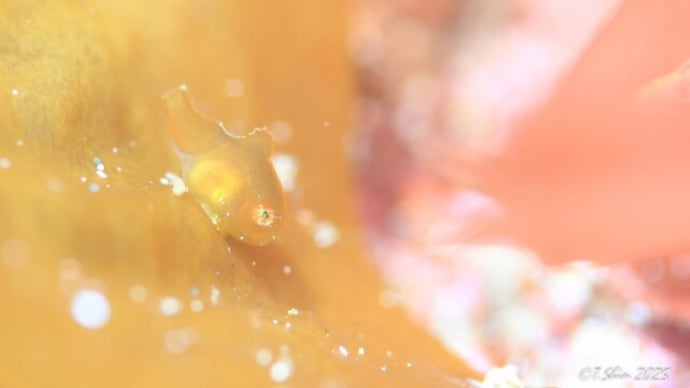 花よりダンゴの季節になりました♬