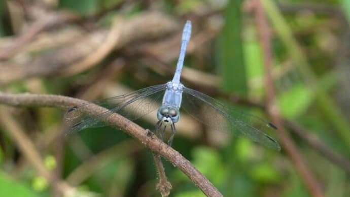ナニワトンボ Sympetrum gracile :青き赤トンボ