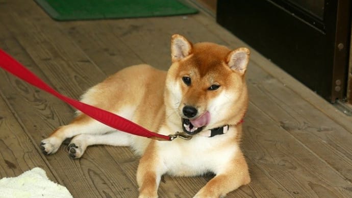 川遊びをしたい蒸し暑さ