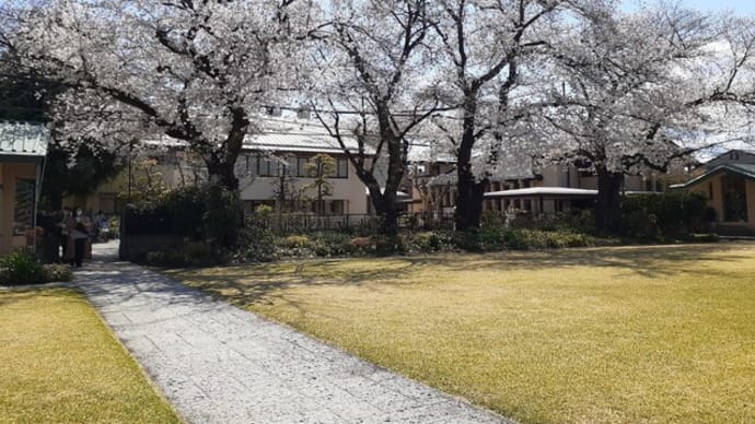 自由学園明日館の中庭から観る桜