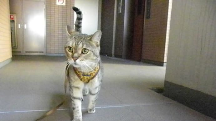 警備で階段を上がるのは良い運動ですにゃ!