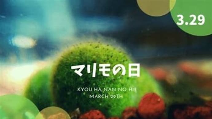 マリモ記念日!(^^)/