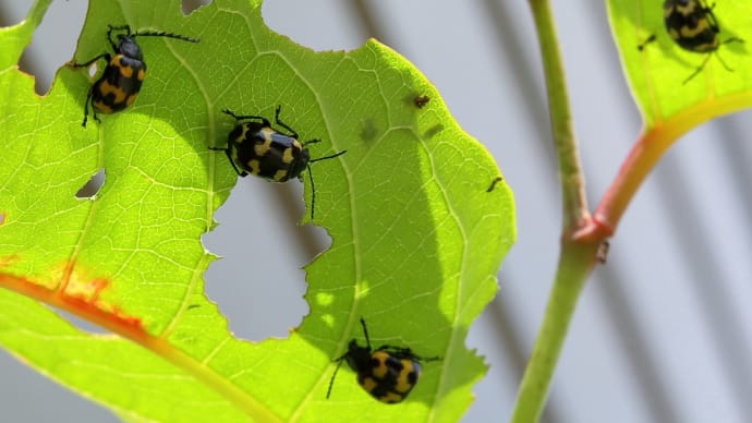 2021年 近くの公園で…、虫さん大集合!(50)