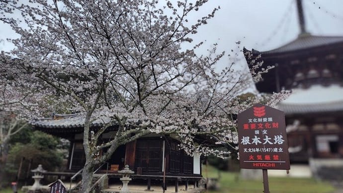 水曜ツーリング 桜吹雪になるまでに・・
