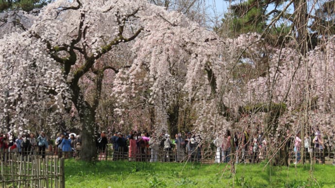 近衛邸跡の枝垂桜