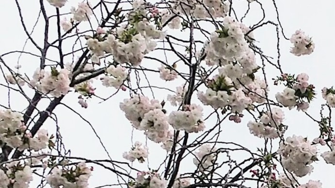 ラジャー! 大人クラス星&土曜日Aクラス②(3月後半のまとめ)