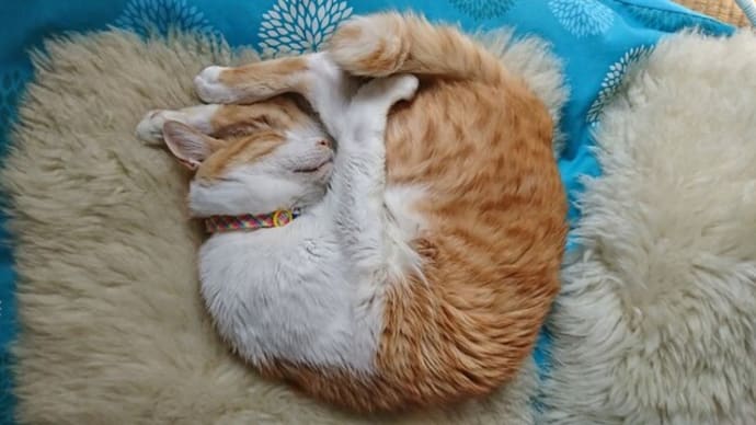 3月12日(土) 猫の麦とごまの日常日記