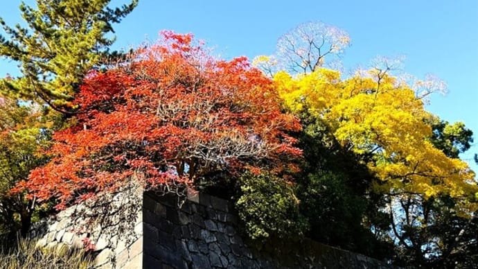 「皇居東御苑の紅葉」