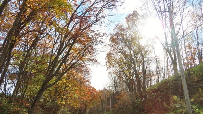 ドライブコースの紅葉&我家の紅葉🍂