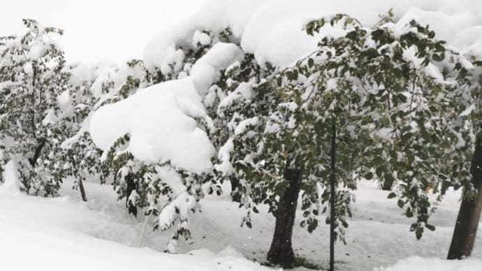 11月で大雪~秋田県横手市~