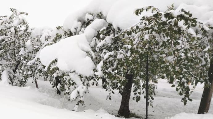 11月で大雪～秋田県横手市～