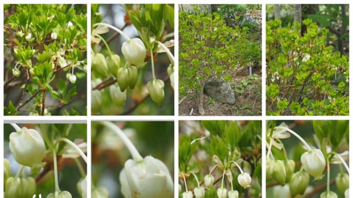 「灯台躑躅、満天星の花が咲きました」　MY　GARDEN　2023.05.10日撮影