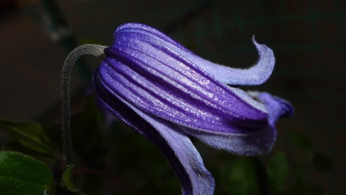 一夜の花びらみたい～夜と朝のあいだに～逢わずに愛して～真夜中のギターピーター・前川清とクールファイブ・千賀かおる