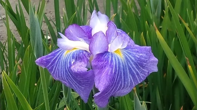 花菖蒲?燕子花?アヤメ