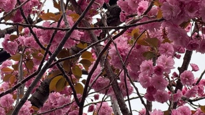 写真でお花見