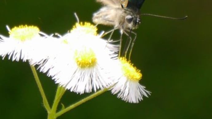 珍しい蛾、アオスジアゲハほか（6月1日）