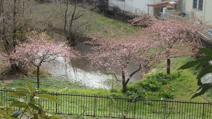 坂下と池の桜が一体に／桜の下を歩く子供ら（仙波河岸史跡公園）