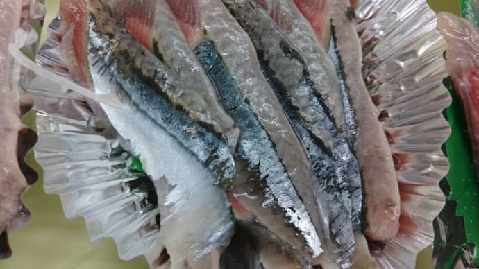 北海道の旬のお刺身!根室「秋刀魚」網走「トロにしん」礼文「トロほっけ」噴火湾「秋鮭ルイベ」自家製「なまら〆さば」!!刺身と手作り干物の専門店「発寒かねしげ鮮魚店」