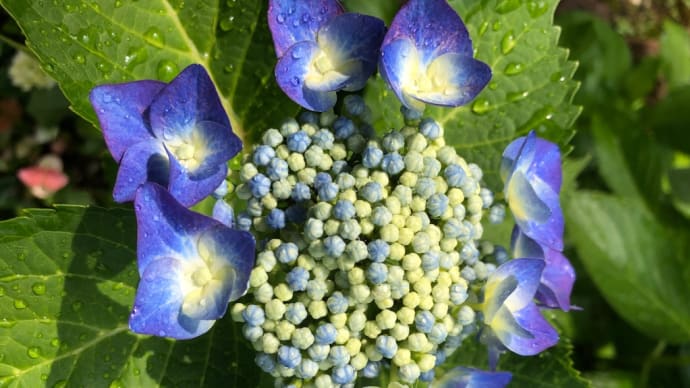 わが家の紫陽花